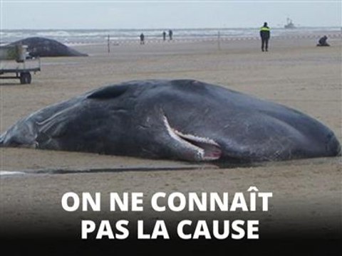 5 cachalots sont morts sur cette plage des Pays-Bas