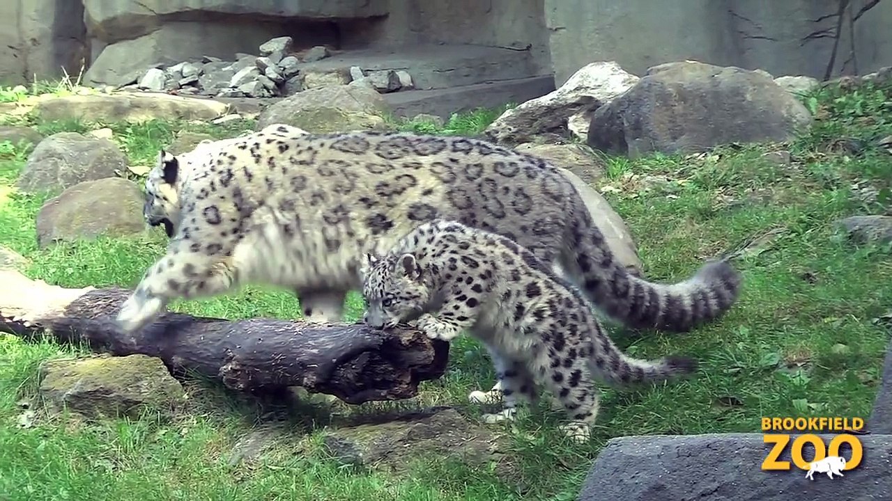 Snow Leopard Cubs Make Public Debut