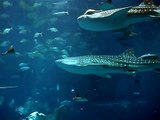 HD - ジンベエザメとのダイナミックな出会い　～沖縄美ら海水族館にて～