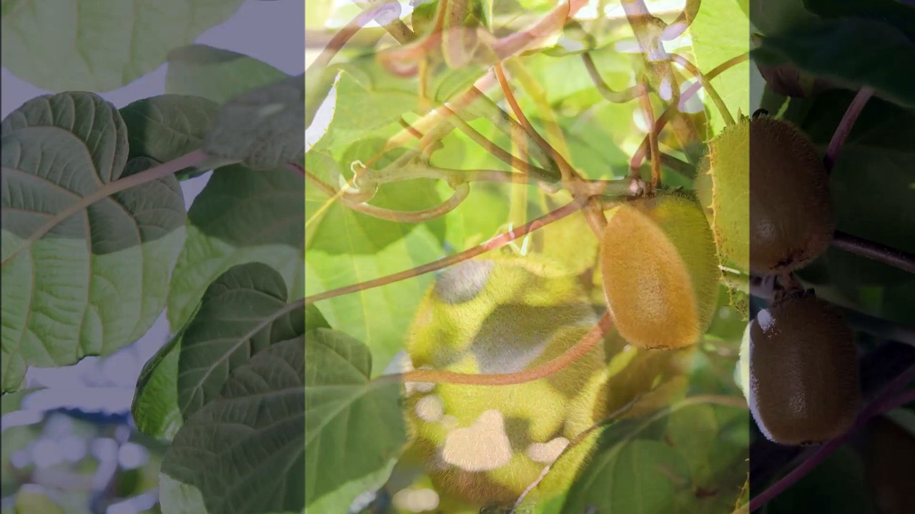 Spot radio : le kiwi français, le kiwi à qui on dit : "Oui !"