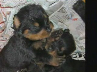 ROTTWEILER CHIOT A RESERVER
