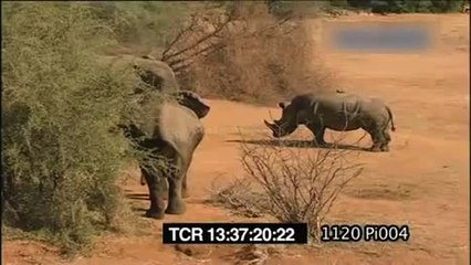 Rhino Vs Elephant Very Dangerous Fight
