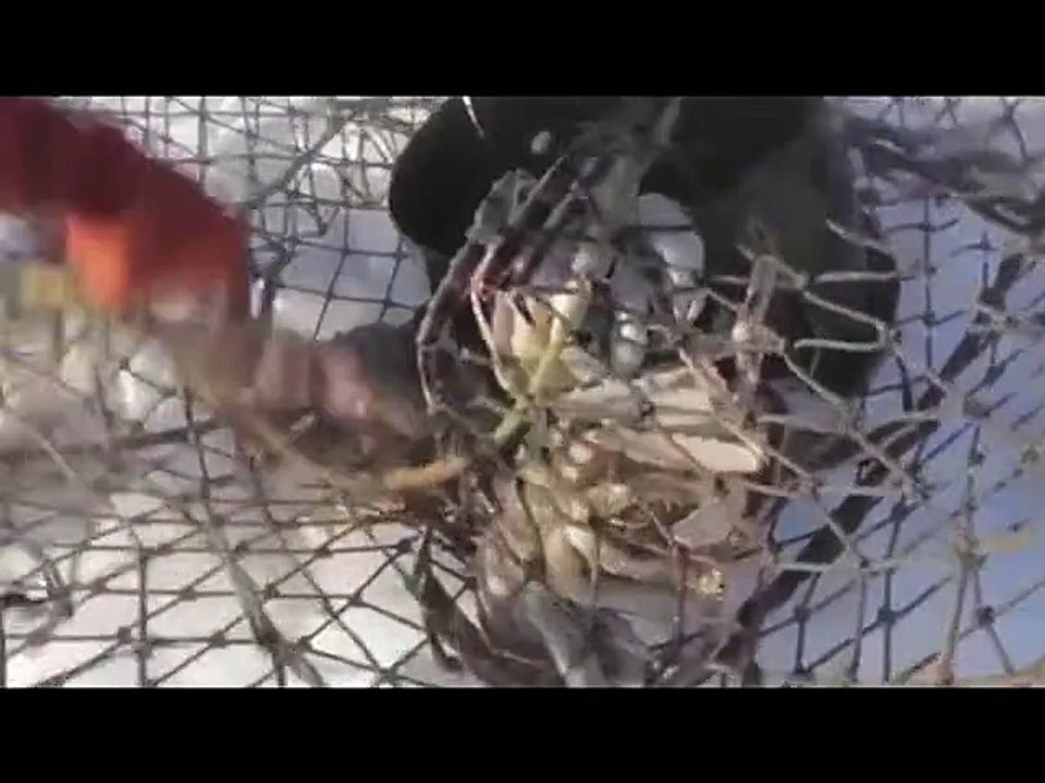 # On the frozen lake drill holes to catch king crabs!