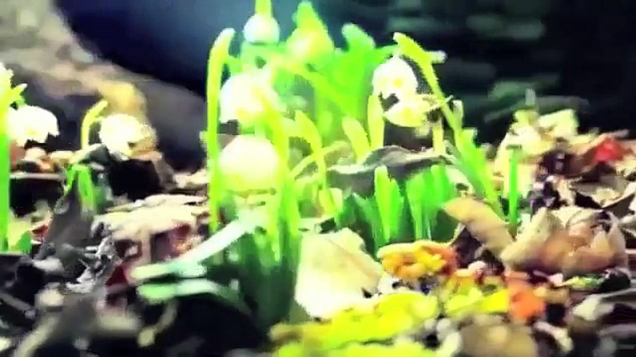 Nightwish - Life (music video)