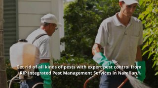 Pest Control Narellan - The Gateway To Protect Your Home & Family