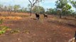 Chasser le taureau sauvage en Australie : 4x4 et hélicoptère...