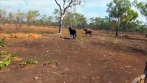 Chasser le taureau sauvage en Australie : 4x4 et hélicoptère...
