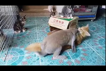 Amazing World & Crazy Videos...