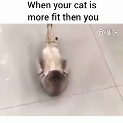 When ur cat is more fit than you