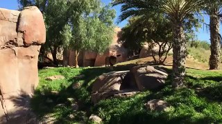 Rugido do leão. Zoo em San Diego