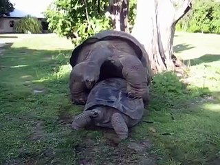 Гигантские черепахи получают удовольствие