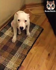 Say cheese - Dog cheese funny