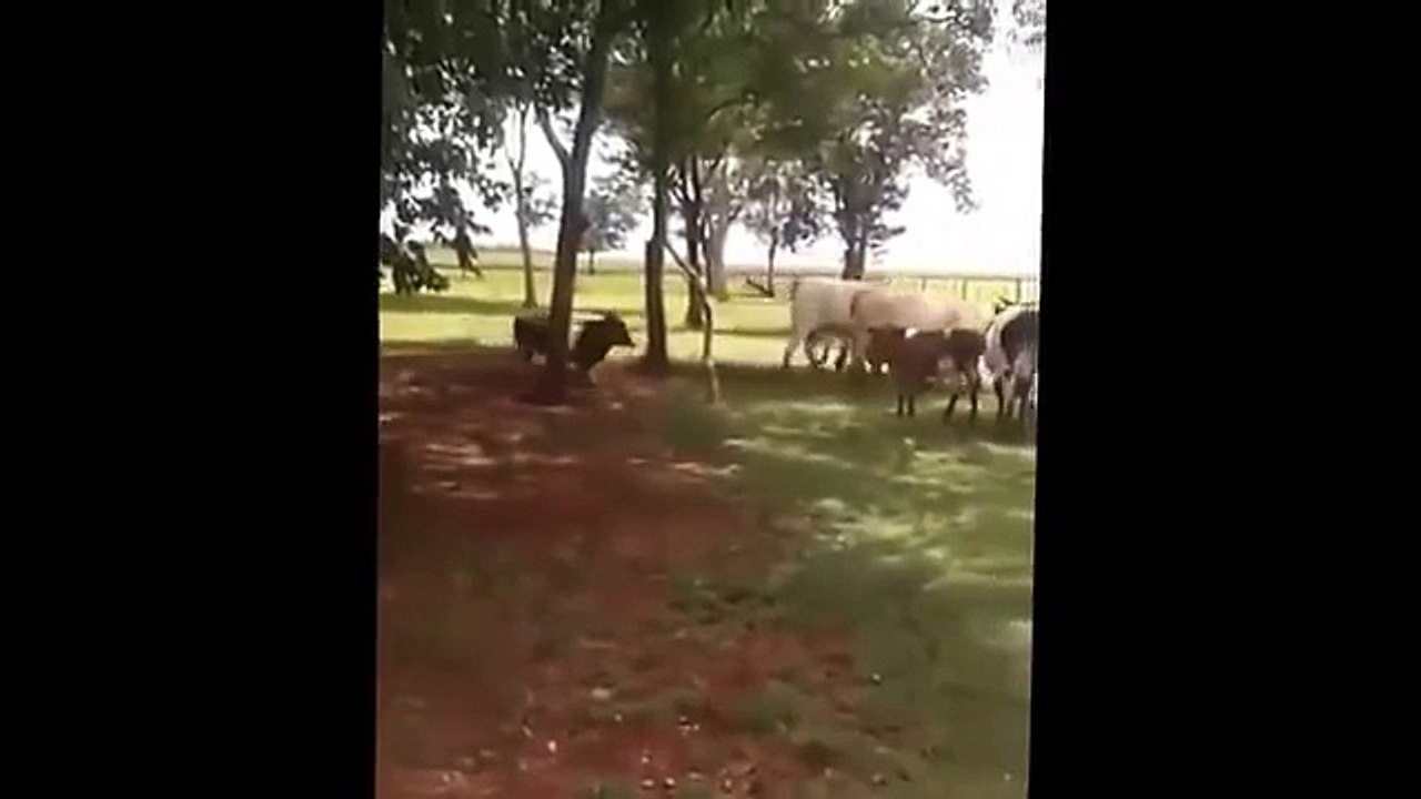 Козёл против быка