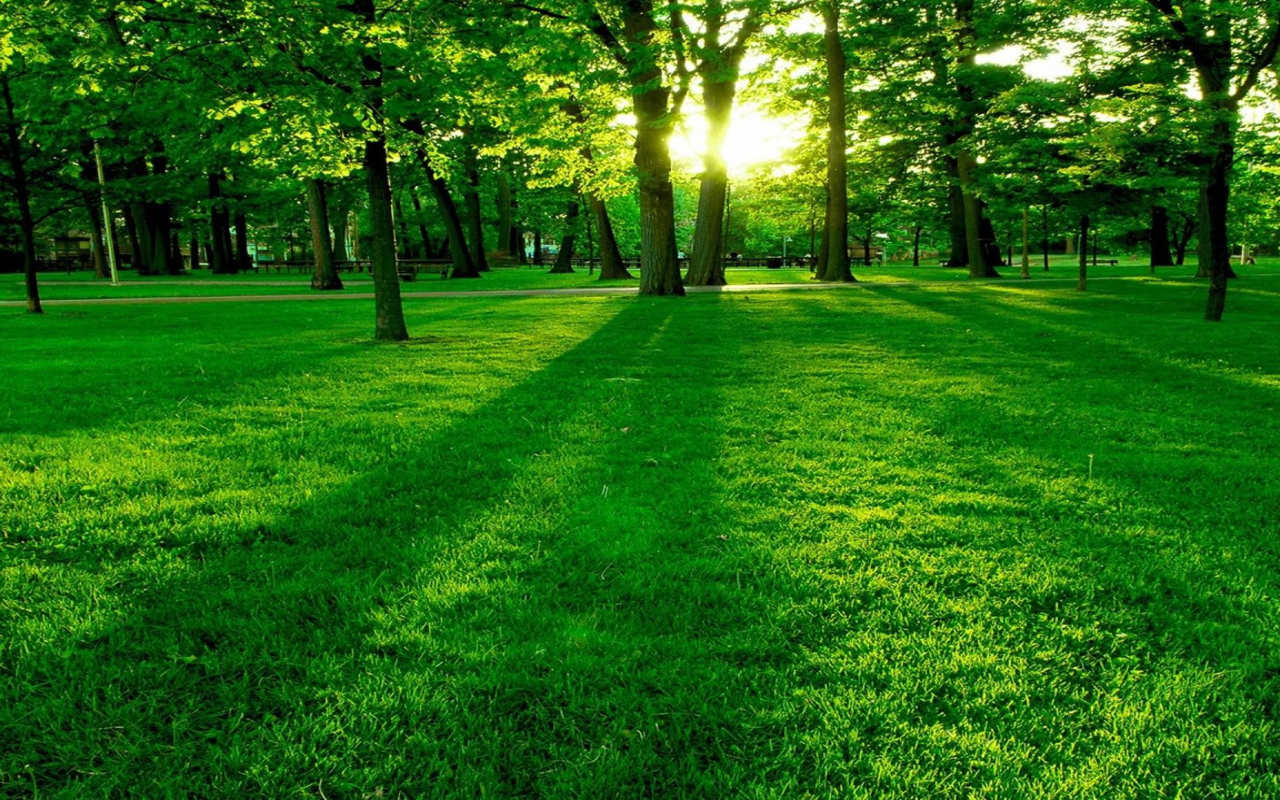 Мой любимый цвет - Зеленый