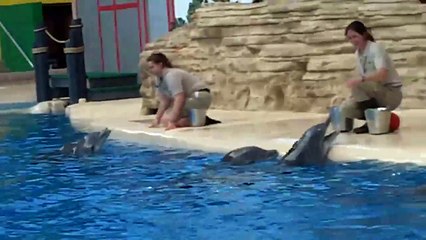 Happy Birthday! Allison Dolphin at Brookfield Zoo