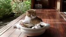 Cats in a pot - Japanese TV Commercial