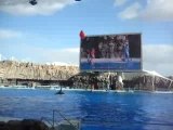 Japon - Nagoya Aquarium - Killer Whale Ball - 30 decembre 20