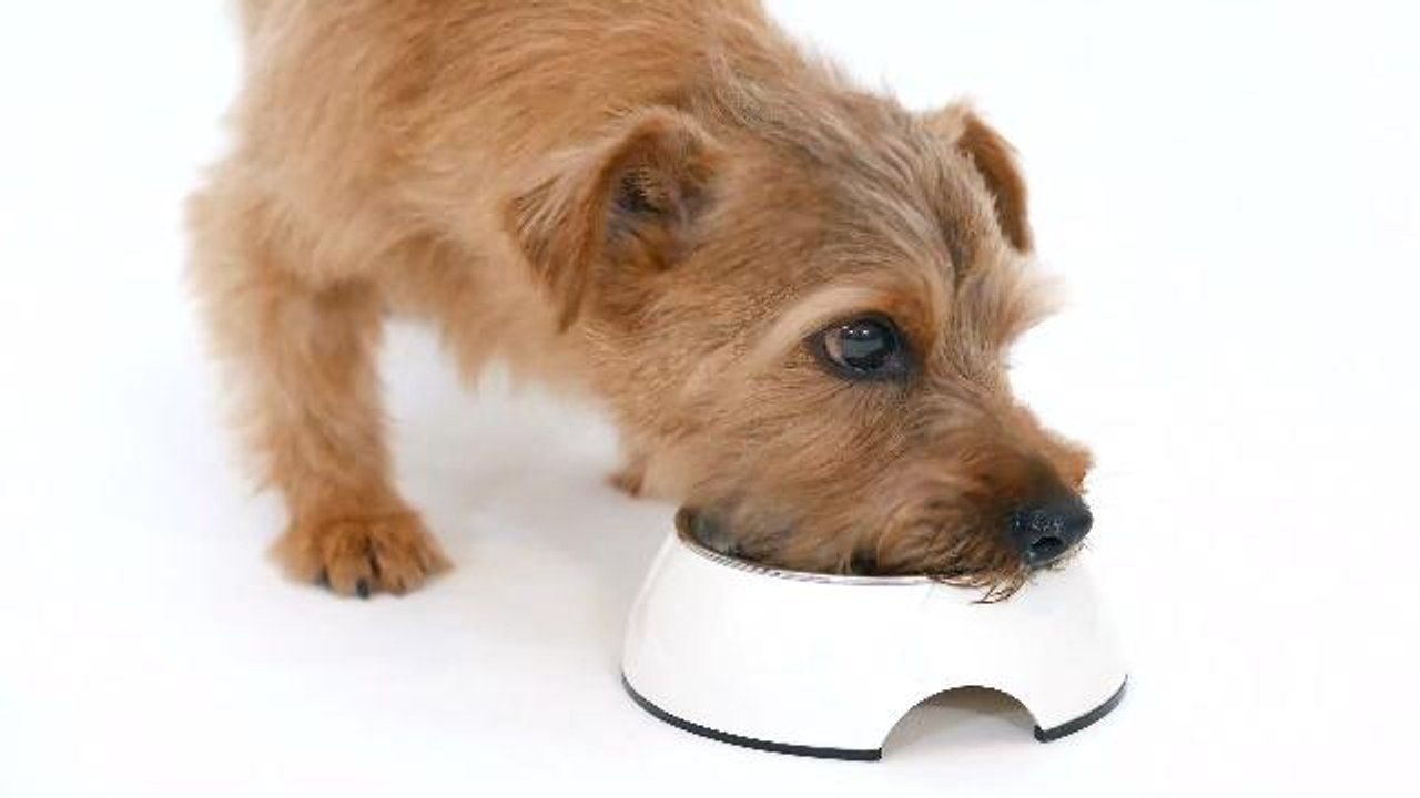 Meals on Wheels program accidentally serves dog food