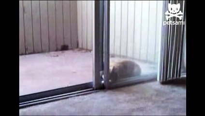 Cat Opening a Screen Door