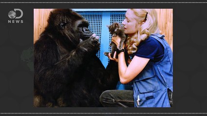 Who Is Koko The Gorilla & Is She Really That Smart?