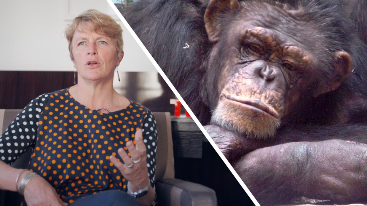 Interview : 3 raisons pour lesquelles nous devons sauver les primates