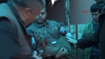 İslahiye Yaralı Geyiği Tedavi Ettirdiler