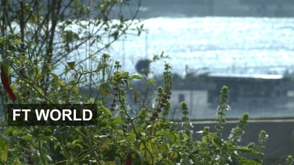 Hong Kong's urban farms