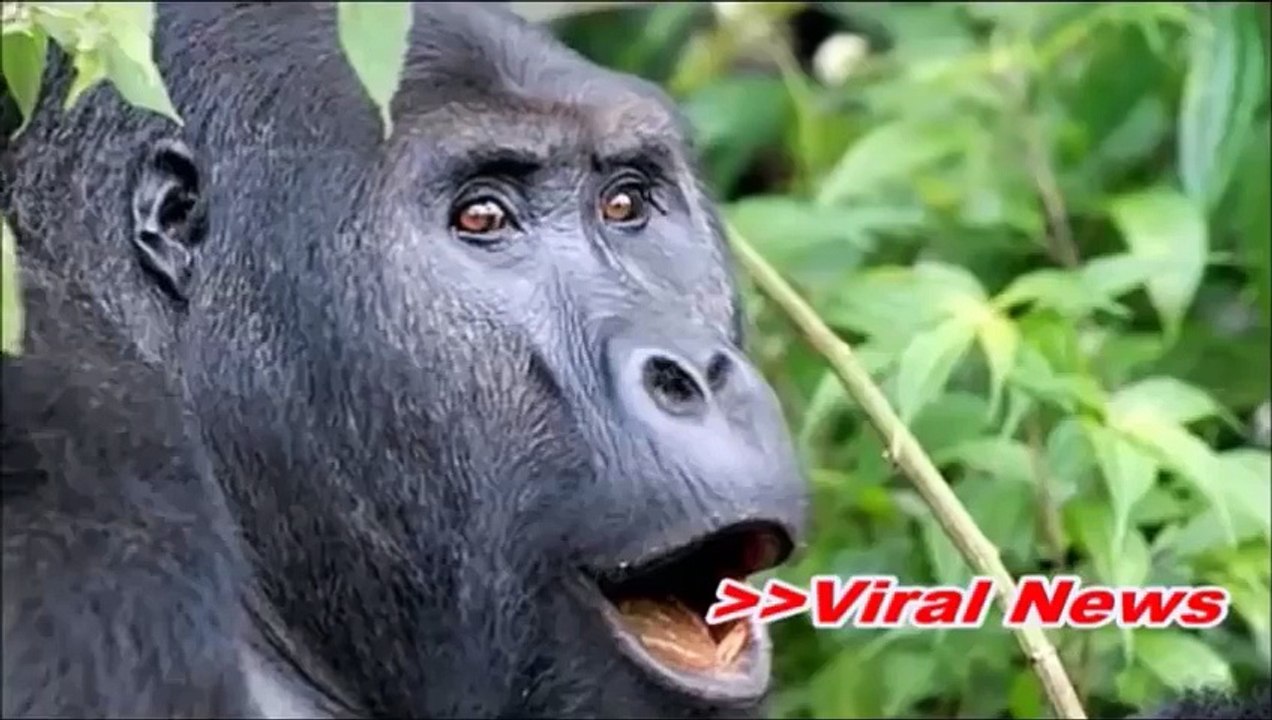Funny Interview after Fire Accident