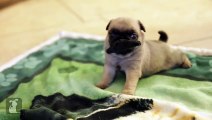 4 Week Old Pug Puppies Grow Mustaches - Puppy Love