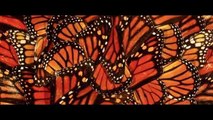 Monarch butterflies reservev (Google Doodle)