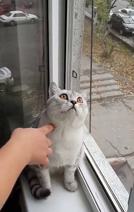 CHAT FOU