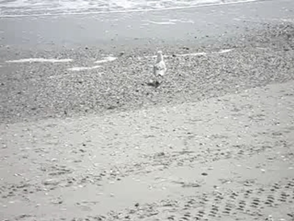 PIGEON