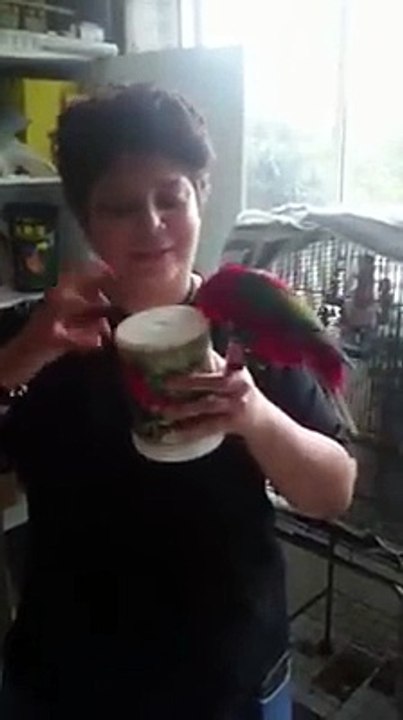 Amazing parrot copying and dancing