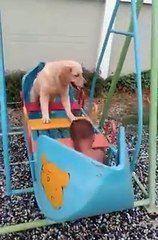 Amazing dog feeling happy while swinging