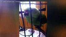Реакция попугая,после появления младенца в доме