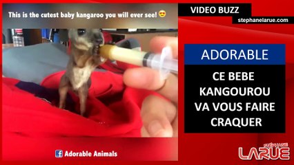 Ce bébé kangourou va vous faire craquer