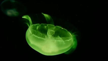 The Sea Life Aquarium in Sydney