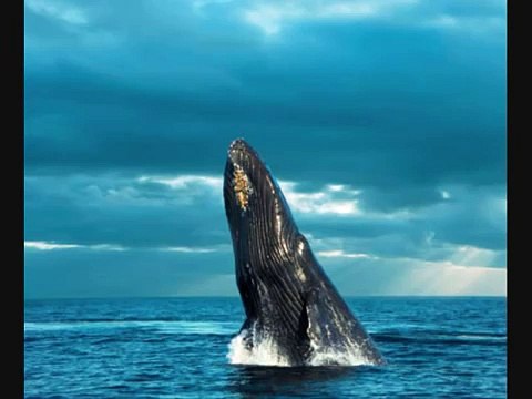 Waqia hazrat Suleman A.S (Maulana Tariq Jameel)