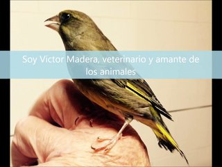 Víctor Madera - canal de animales - presentación