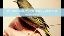 Víctor Madera - canal de animales - presentación