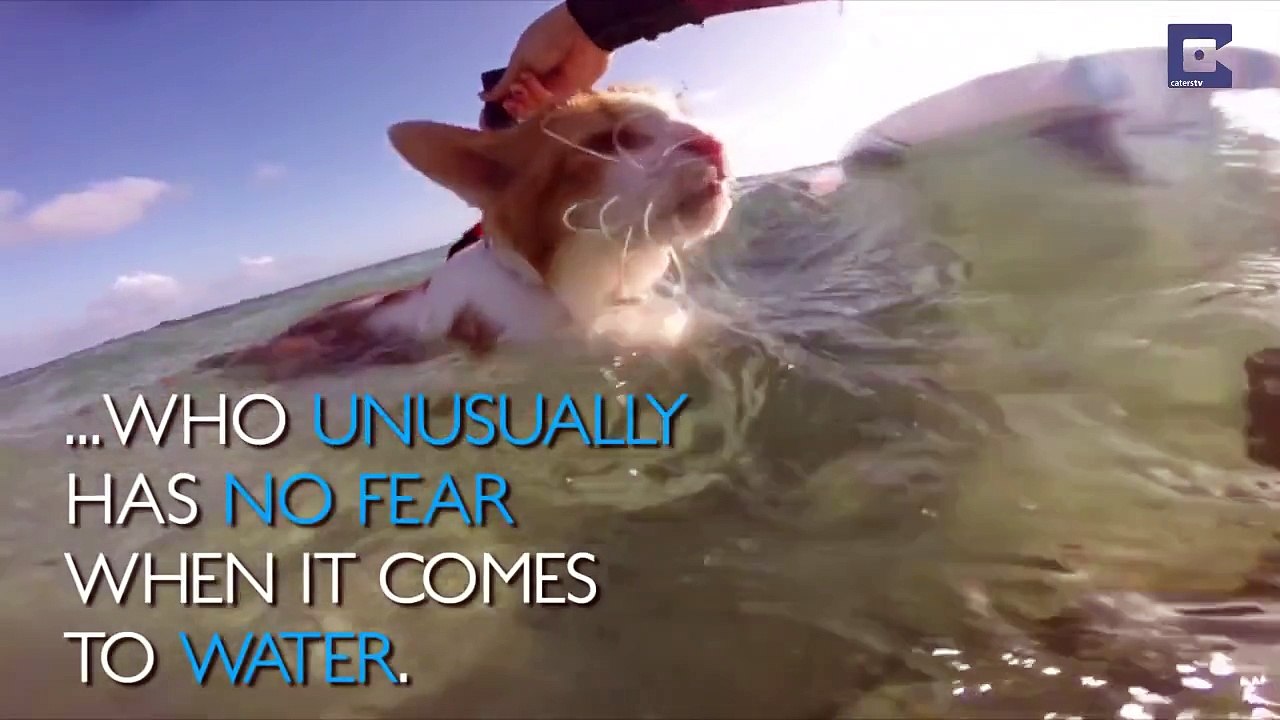 Ce chat borgne adore faire du surf à Hawaï