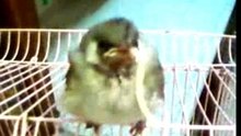 Hasawi bulbul 1