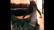 Funny Cat puts her hands up high!