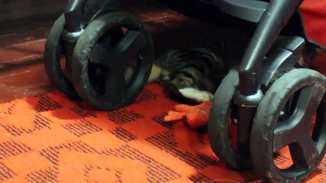 Funny surprise from funny cat