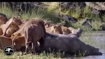 Amazing Lion & Crocodile - Real Fighting
