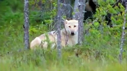 БУРЫЙ МЕДВЕДЬ ПРОТИВ СТАИ ВОЛКОВ