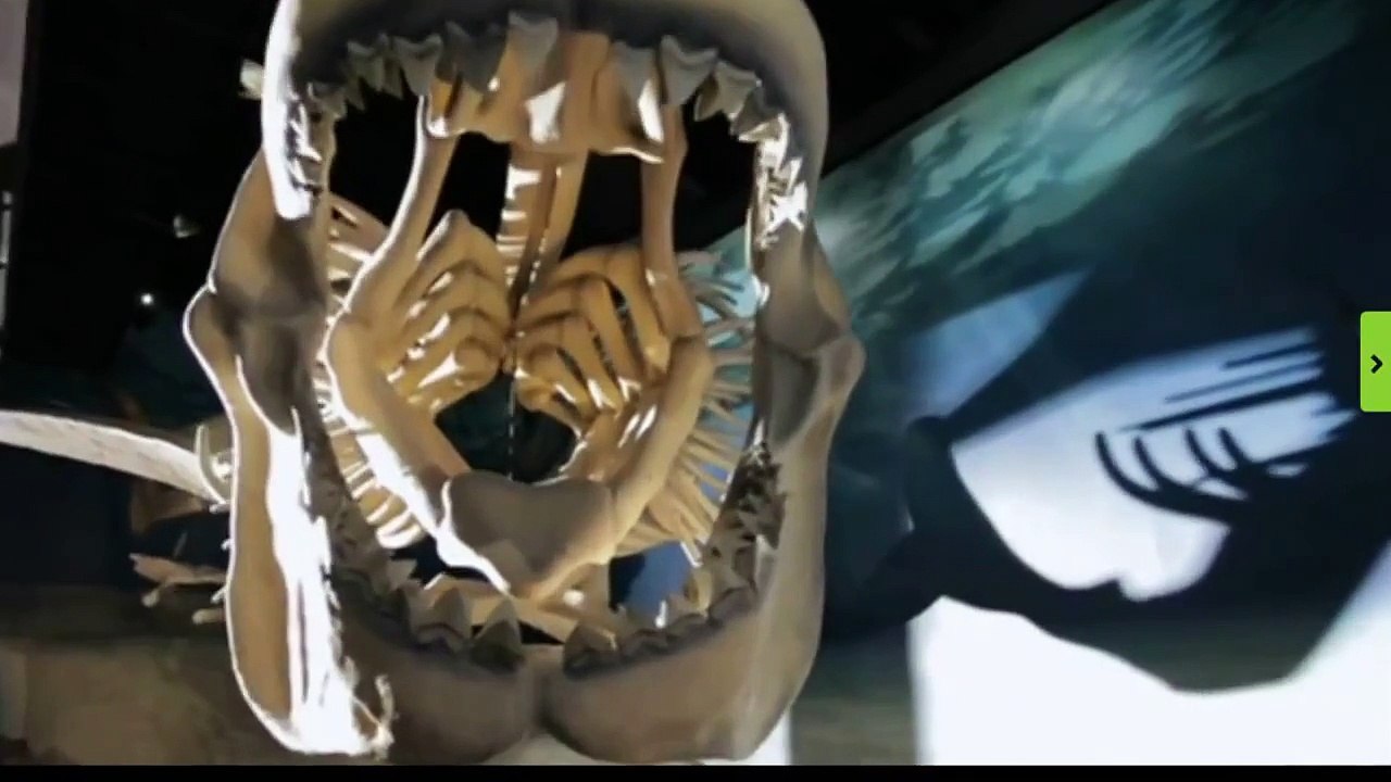 Megalodon Sharks still lives!! Evidence that MEGALODON is not extinct.