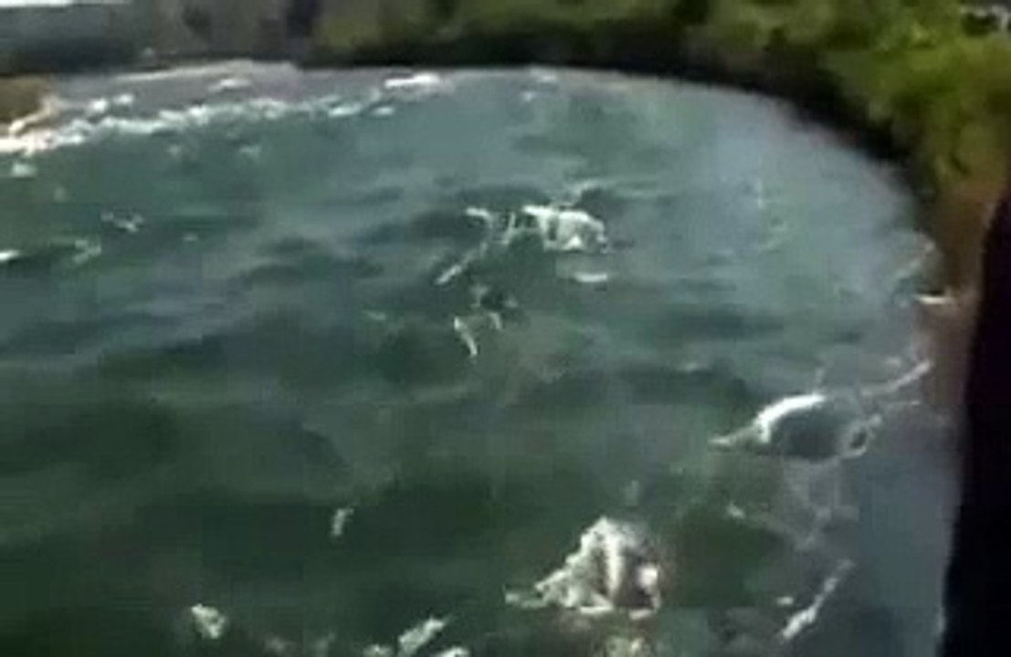 ナイアガラの滝　を登った男