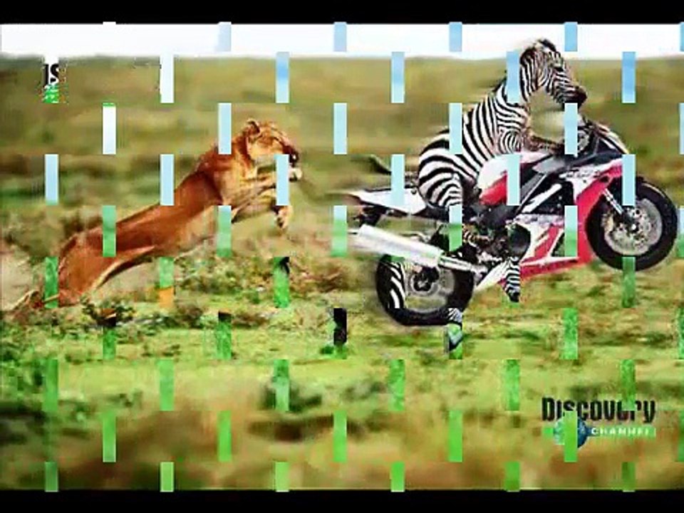 Zebra Kill And Eat Lion