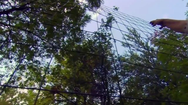 || The Private Life of Deer - | #Full #HD #Documentary Nature